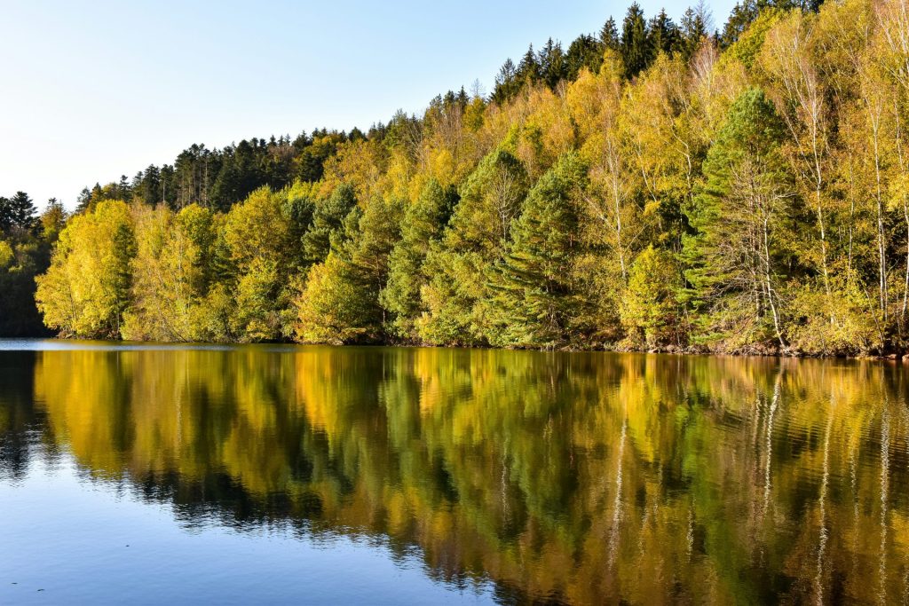 Forêt d'automne au bord d'un lac, illustrant l'importance du carbone forestier dans la séquestration du CO2
