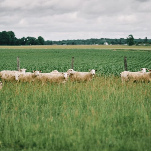Ferme de Briquesard