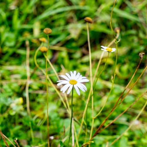 A7I03448 – web A7I03448 - web