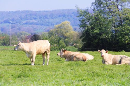 Projet-eligible-au-label-bas-carbone-agriculture.jpg
