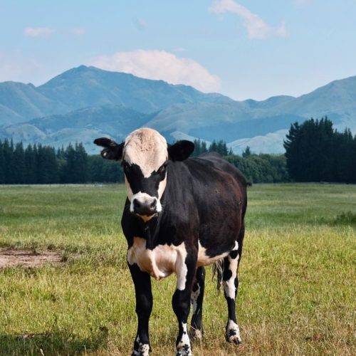 Vache noire dans une prairie